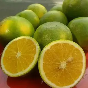 Buah Jeruk Baby Java Sunpride Jeruk Bayi