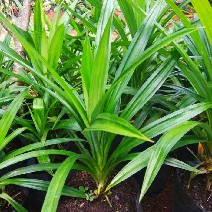 Pandan Wangi