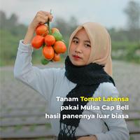 Gambar BENIH TOMAT LATANSA TAVI F1 TUNAS AGRO Urban Farming Small Pack (Tavi) dari Tunas Agro Persada Kab. Demak 5 Tokopedia