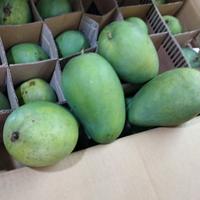 Gambar BUAH MANGGA HARUM MANIS TUA POHON 3kg dari Saudagar Buah Kota Administrasi Jakarta Barat 2 Tokopedia
