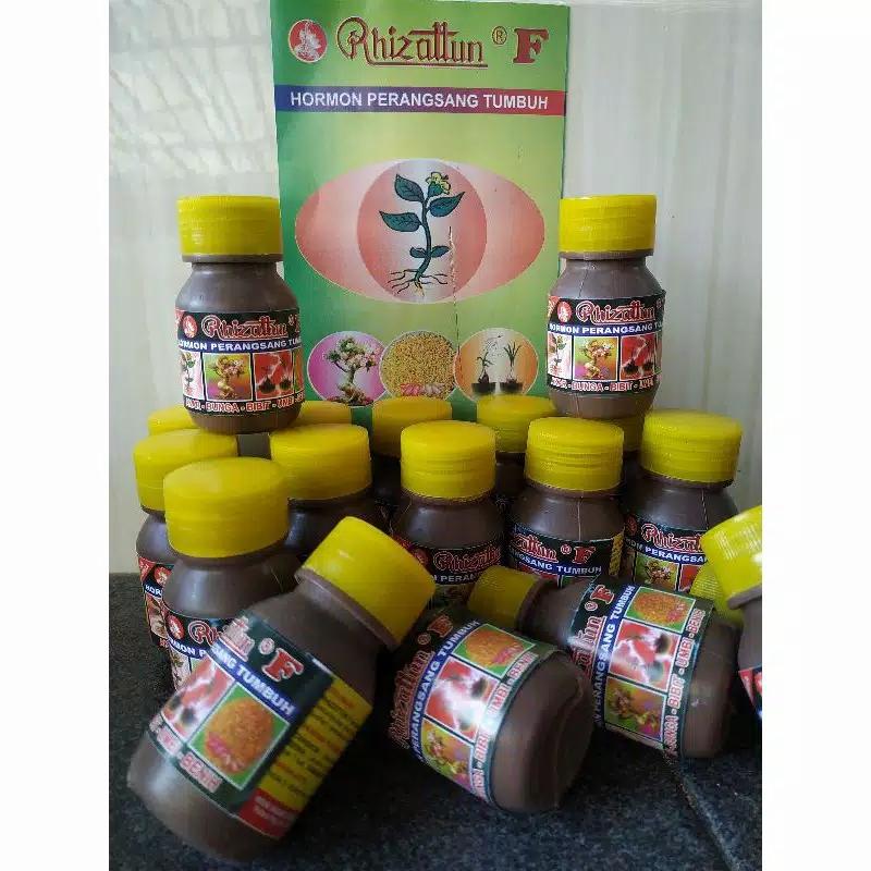 Rhizattun perangsan AKAR