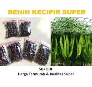 Benih kecipir termurah kualitas super 50 biji lebih