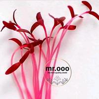 Gambar Microgreens - Red Garneth Amaranth - 5Gr (6500 biji) - Repack dari Shammah Bags Kab. Garut 2 Tokopedia