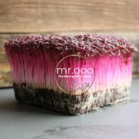Gambar Microgreens - Red Garneth Amaranth - 5Gr (6500 biji) - Repack dari Shammah Bags Kab. Garut 1 Tokopedia