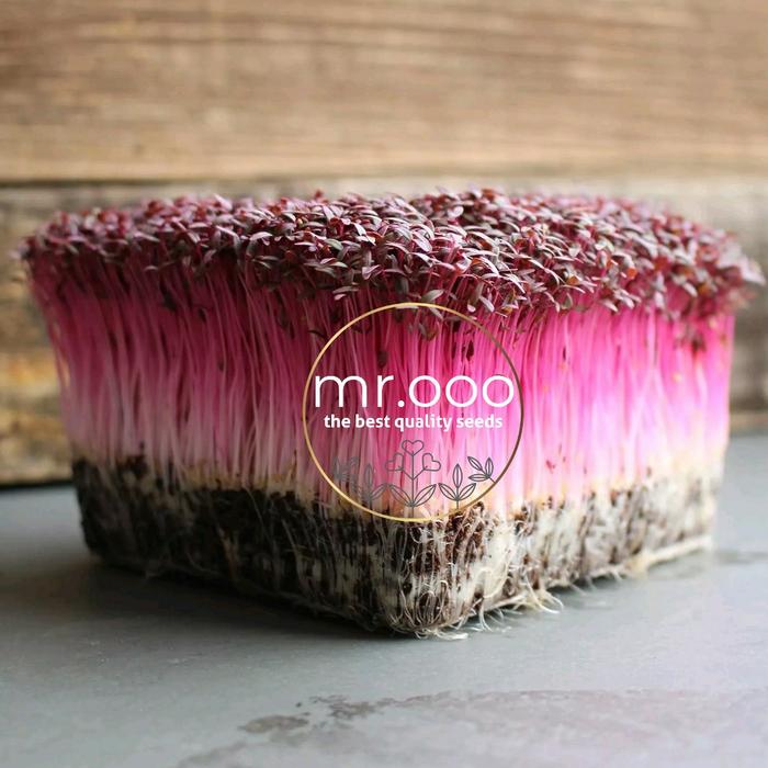 Gambar Microgreens - Red Garneth Amaranth - 5Gr (6500 biji) - Repack dari Shammah Bags Kab. Garut Tokopedia
