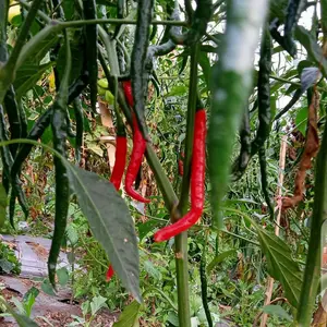 pohon cabai kriting 50 cm