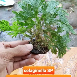 tanaman paludarium silagenella sp