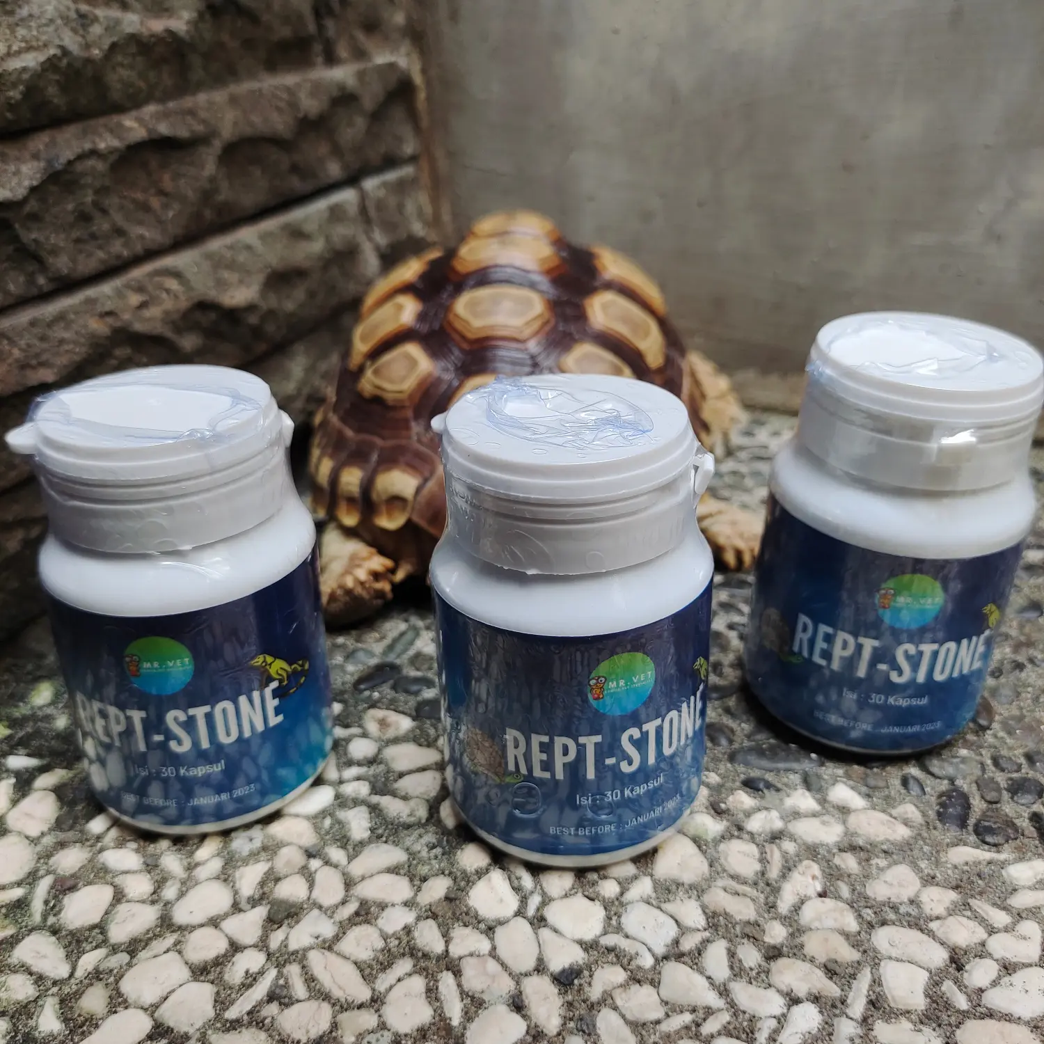 Rept stone eceran Mr vet/obat bladder stone urates torto reptil