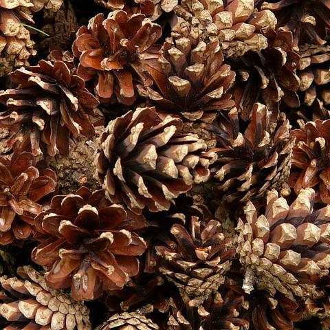 Buah Pinus Biji Cemara - Hiasan hampers biji cemara 0