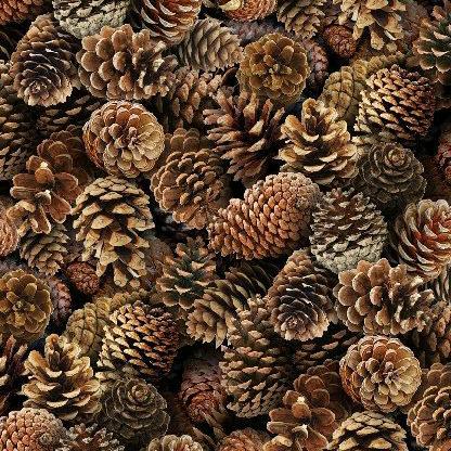Buah Pinus Biji Cemara - Hiasan hampers biji cemara 1