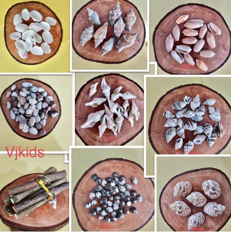 kulit kerang, ranting kayu, batu untuk bermain sensory, art - Shop ...