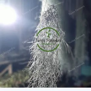 Tanaman Gantung Jenggot Dewa/ Janggut Musa 35 Cm Up