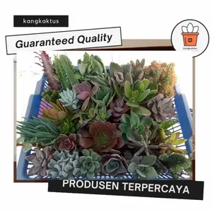 kaktus sekulen cantik 30 pcs