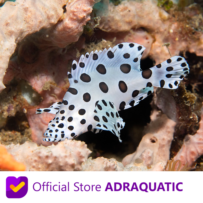 Gambar IKAN HIAS AIR LAUT GRACE KELLY HUMPBACK PANTHER GROUPER dari ADRAQUATIC Kota Bandung Tokopedia