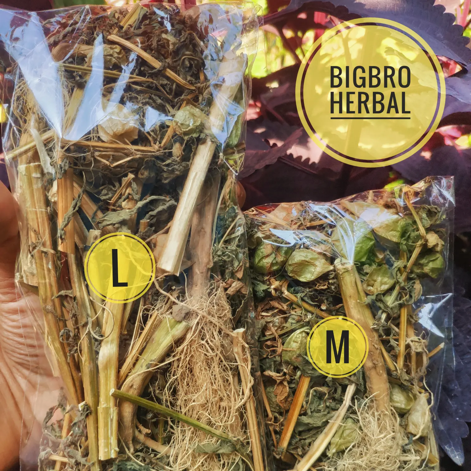Ciplukan kering murah | pohon ciplukan cecendet | obat herbal rematik
