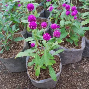 tanaman bunga knop kancing