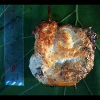 Gambar IKAN ASAP DAGING MANYUNG/IKAN PANGGANG DAGING MANYUNG - BUNTUT dari Kedaitoke Kab. Pati 2 Tokopedia