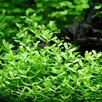 Gambar bacopa monnieri aquascape dari AQUAGREEN Kab. Bogor 1 Tokopedia