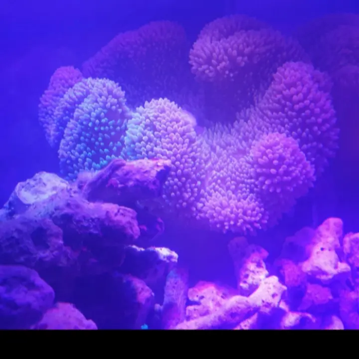 lampu coral reef tank 45cm 30w aquascape 2