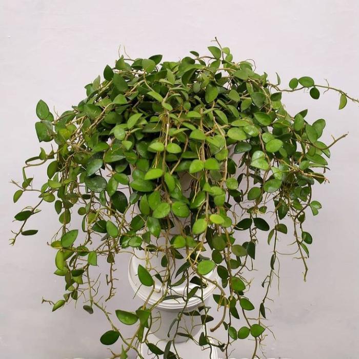 Gambar Hoya Nummulariodes dari Belibungayuk Kab. Mandailing Natal Tokopedia
