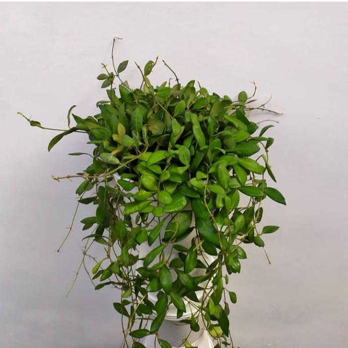 Gambar Hoya ds70 dari Belibungayuk Kab. Mandailing Natal Tokopedia