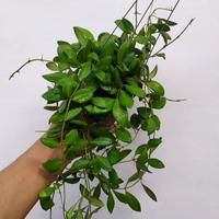 Gambar Hoya ds70 dari Belibungayuk Kab. Mandailing Natal 2 Tokopedia