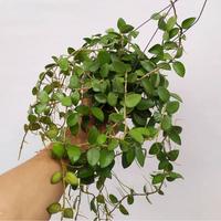 Gambar Hoya Nummulariodes dari Belibungayuk Kab. Mandailing Natal 2 Tokopedia