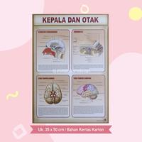 Gambar Poster Lembaran Seri Organ Manusia Kepala Hati Gigi Kulit Alat Gerak / Pustaka Baru Press - PB - Kepala & Otak dari Pustaka Baru Press Kab. Bantul 2 Tokopedia