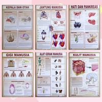 Gambar Poster Lembaran Seri Organ Manusia Kepala Hati Gigi Kulit Alat Gerak / Pustaka Baru Press - PB - Kepala & Otak dari Pustaka Baru Press Kab. Bantul 1 Tokopedia