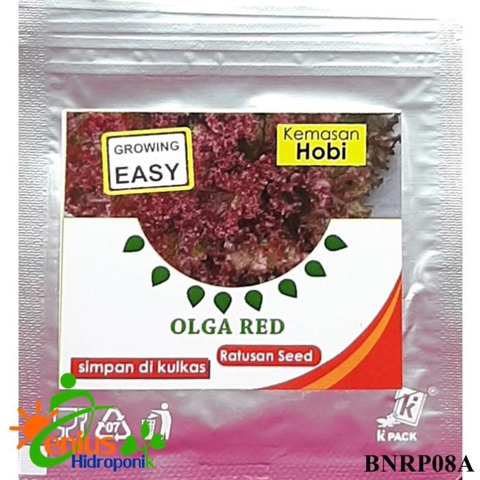 Gambar Benih Bibit Selada Olga Red / Bibit Sayuran Lettuce Selada Merah dari TopHydro Kab. Bekasi Tokopedia