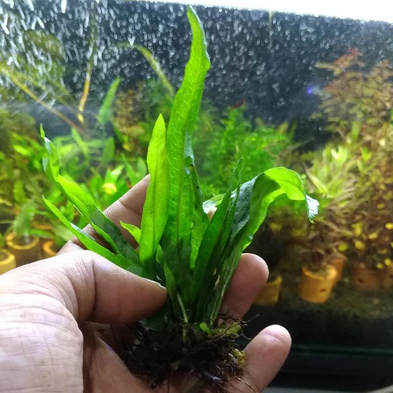 Kadaka Mini Aquascape Java Fern Mini - Shop | Tokopedia
