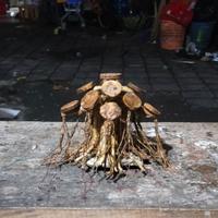 Gambar bonsai aquascape beringin mini ukuran 10x10 cm tanpa buce dari Bojong aquascape Kab. Pekalongan 2 Tokopedia