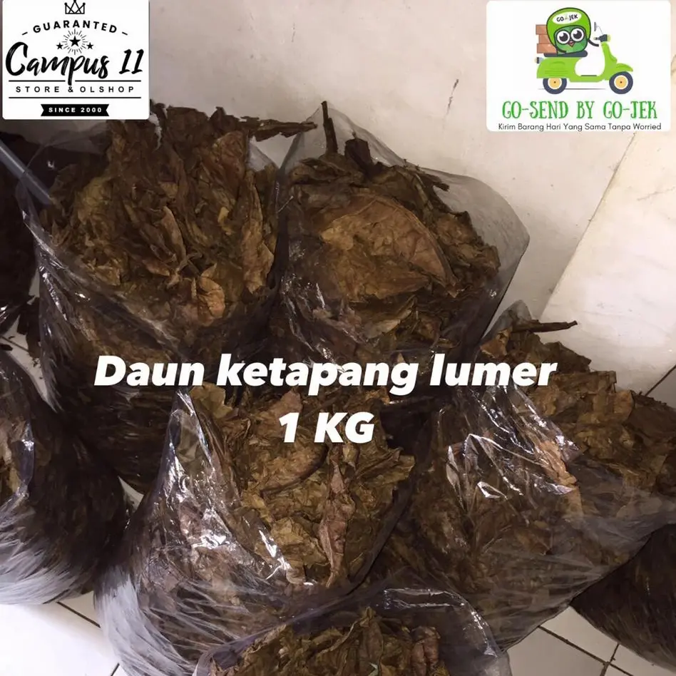Daun Ketapang Laut 1Kg