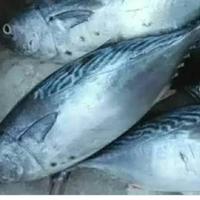 Gambar Ikan Tongkol Batik - Ikan Segar - 1 kilogram dari IKAN SEGAR SRIRIZKI Kota Administrasi Jakarta Selatan 1 Tokopedia