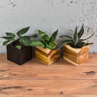 Gambar Kotak - Pot Kayu Geometris dari Tumbuh Sepetak Kota Depok 4 Tokopedia