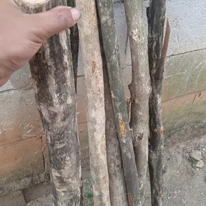 Tangkringan Super kayu kopi untuk kaka tua, macaw, iguana dll