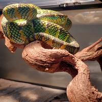 Gambar tropidolaemus wagleri dari INDEXAN Kab. Bandung 2 Tokopedia