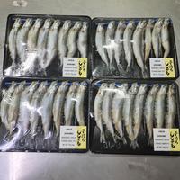 Gambar Shisamo Fish / Ikan Capelin - Besar & Telur Frozen dari MDS Seafood Supplier Kota Administrasi Jakarta Utara 3 Tokopedia