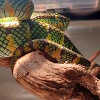 Gambar tropidolaemus wagleri dari INDEXAN Kab. Bandung 3 Tokopedia