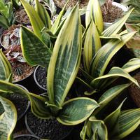 Gambar Tanaman Hias sensivera goolden fleem dari podo joyo group Kota Administrasi Jakarta Timur 1 Tokopedia