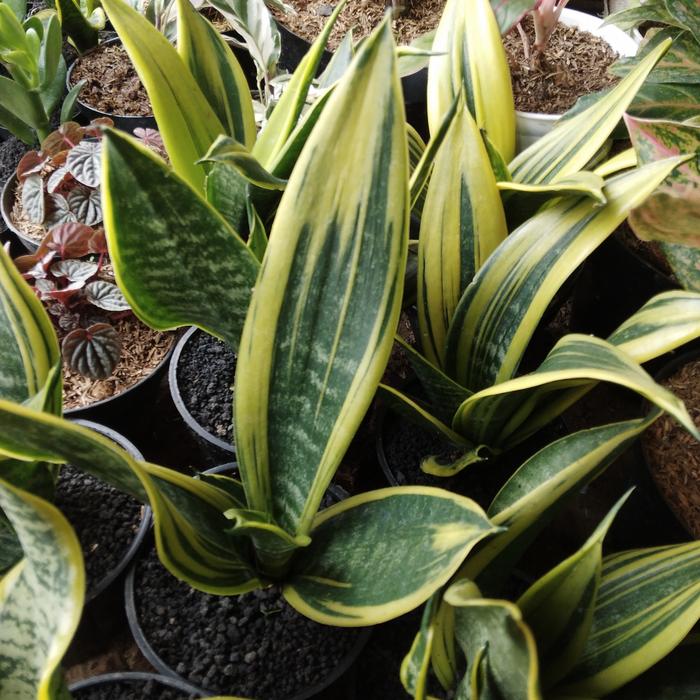 Gambar Tanaman Hias sensivera goolden fleem dari podo joyo group Kota Administrasi Jakarta Timur Tokopedia