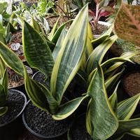 Gambar Tanaman Hias sensivera goolden fleem dari podo joyo group Kota Administrasi Jakarta Timur 3 Tokopedia