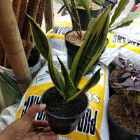 Gambar Tanaman Hias sensivera goolden fleem dari podo joyo group Kota Administrasi Jakarta Timur 2 Tokopedia