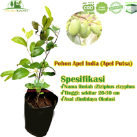 Gambar Pohon Tanaman Apel Putsa Bibit Apel India Futsa dari PUROTANI.ID Kab. Purworejo 1 Tokopedia