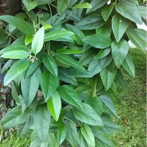 bibit tanaman herbal cincau hijau jelly rambat non bulu