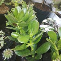 Gambar Tanaman Hias Caktus Jade pelen dari podo joyo group Kota Administrasi Jakarta Timur 1 Tokopedia