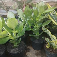 Gambar Tanaman Hias Caktus Jade pelen dari podo joyo group Kota Administrasi Jakarta Timur 3 Tokopedia