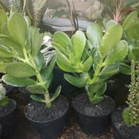 Gambar Tanaman Hias Caktus Jade pelen dari podo joyo group Kota Administrasi Jakarta Timur 2 Tokopedia