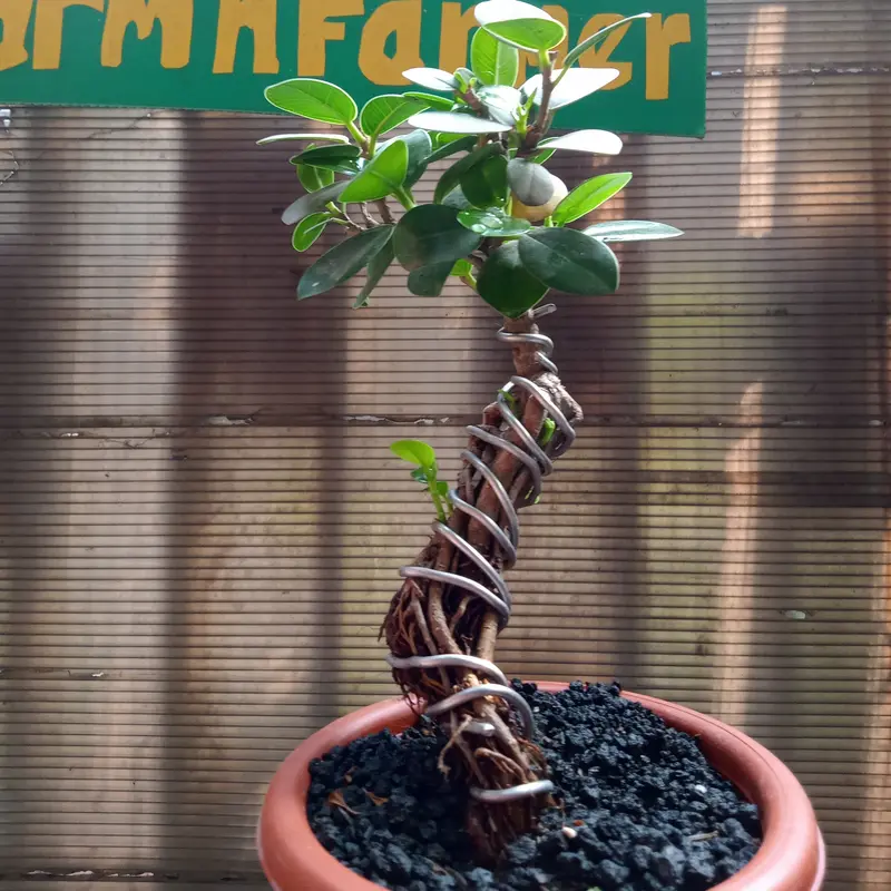 Bonsai beringin dollar meliuk ekstrem 3