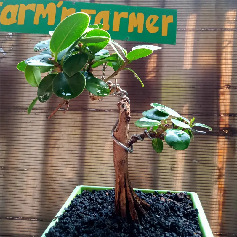Bonsai beringin dollar meliuk ekstrem 1